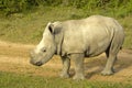 Rhino Calf