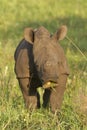 Rhino Calf Royalty Free Stock Photo