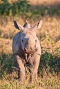 Rhino calf in nature green grass Royalty Free Stock Photo