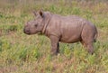 Rhino calf in nature green grass Royalty Free Stock Photo