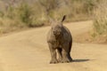 Rhino calf