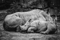 Rhino calf sleeping up against the mother Royalty Free Stock Photo