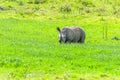 Rhino Calf Wildlife Animal