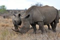 Rhino with calv,Kruger NP,South Africa Royalty Free Stock Photo