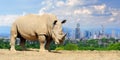 Rhino with the city of on the background