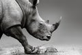 Low angle rhino view portrait. Royalty Free Stock Photo