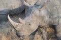 Rhino closeup