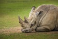 Rhino at the Cotswold Wildlife Park and Gardens Royalty Free Stock Photo