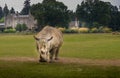 Rhino at the Cotswold Wildlife Park and Gardens Royalty Free Stock Photo