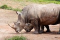 Rhino Couple