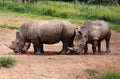 Rhino Couple