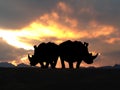 Rhino Couple at Sunset Royalty Free Stock Photo