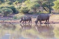 Rhino cow and calf drinking water Royalty Free Stock Photo