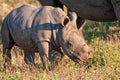 Rhino cow and calf in nature Royalty Free Stock Photo