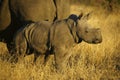 Rhino Cow and Calf Royalty Free Stock Photo