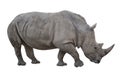 Rhino cut out and isolated on white background. Side profile view image Royalty Free Stock Photo