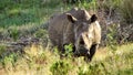 Rhino on the defensive Royalty Free Stock Photo