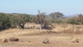 Rhino in the distance at a  Game reserve2 Royalty Free Stock Photo