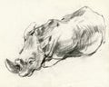 Rhino, drawing 2