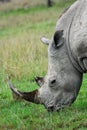 A rhino eating Royalty Free Stock Photo