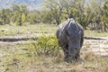 Rhino eating in the grass of Kruger Park Royalty Free Stock Photo