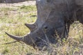 Rhino eating in the grass of Kruger Park Royalty Free Stock Photo