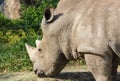 Rhino eating