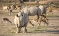 Rhinocerus in nature looking for food Royalty Free Stock Photo