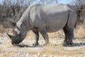 Rhino in ethosa national park Royalty Free Stock Photo