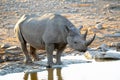 Rhino in ethosa national park Royalty Free Stock Photo