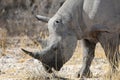 Rhino in ethosa national park Royalty Free Stock Photo