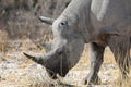Rhino in ethosa national park