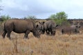 Rhino family with 2 calves,Kruger NP,South Africa Royalty Free Stock Photo