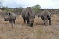 Rhino family with 2 calves,Kruger NP,South Africa Royalty Free Stock Photo