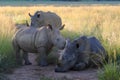 Rhino family in early morning light