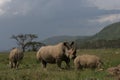 Rhino family in kenya