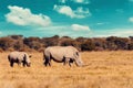 Baby of white rhinoceros Botswana, Africa Royalty Free Stock Photo