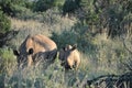 Rhino family at the nature reserve