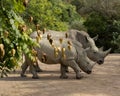 Rhino family in the park