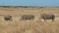 Rhino family poaching horn South Africa