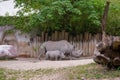 rhino family walking in the zoo