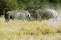 Rhino Royalty Free Stock Photo