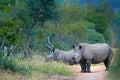 Rhino in forest habitat. Two White rhinoceros, Ceratotherium simum, with cut horns, in the nature habitat, Kruger NAtional Park. A Royalty Free Stock Photo