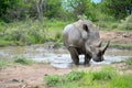 RHINO: A FRIEND IN NEED 01 Royalty Free Stock Photo