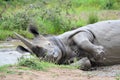 RHINO: A FRIEND IN NEED 04 Royalty Free Stock Photo