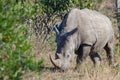 RHINO: A FRIEND IN NEED 15 Royalty Free Stock Photo