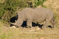 RHINO: A FRIEND IN NEED 19 Royalty Free Stock Photo