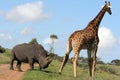 Rhino and Giraffe interaction Royalty Free Stock Photo