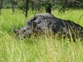 a rhino in the grass in africa