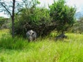 a rhino in the grass in africa